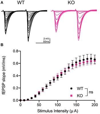 Basal Synaptic Transmission and Long-Term Plasticity at CA3-CA1 Synapses Are Unaffected in Young Adult PINK1-Deficient Rats